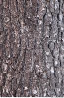 Tree Bark 0040